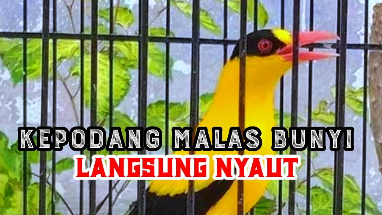Kepodang Emas Muda Hutan Gacor Buat Pancingan