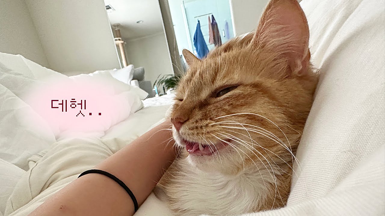 나는 있다. 애교많은 고양이.