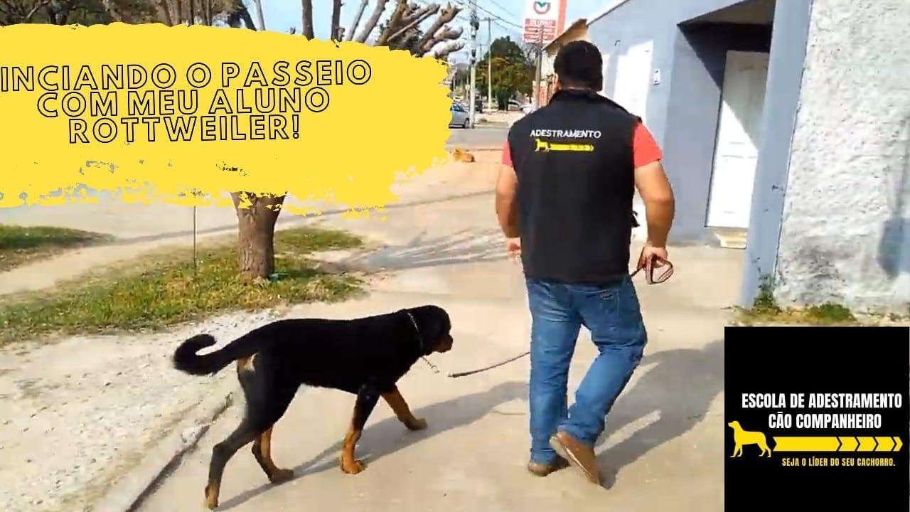 Iniciando o passeio com meu aluno Rottweiler!