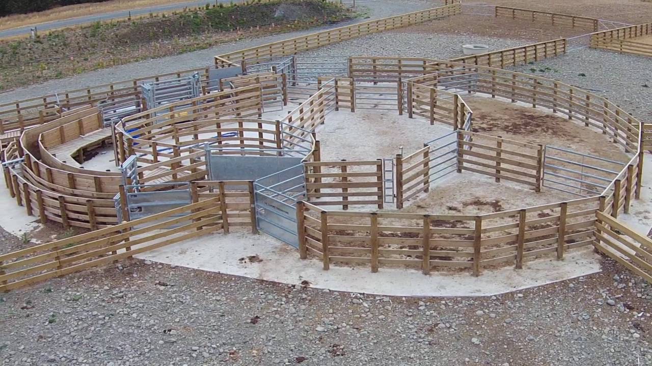 Balmoral cattle yard #1