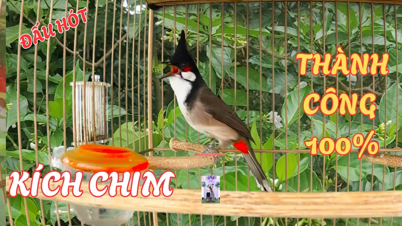 Chào Mào Kích Bổi Lên Lửa!.. Luyện Chào Mào Hót Đấu - Chào Mào Kích Trống Hót Căng Lửa. chào mào đấu