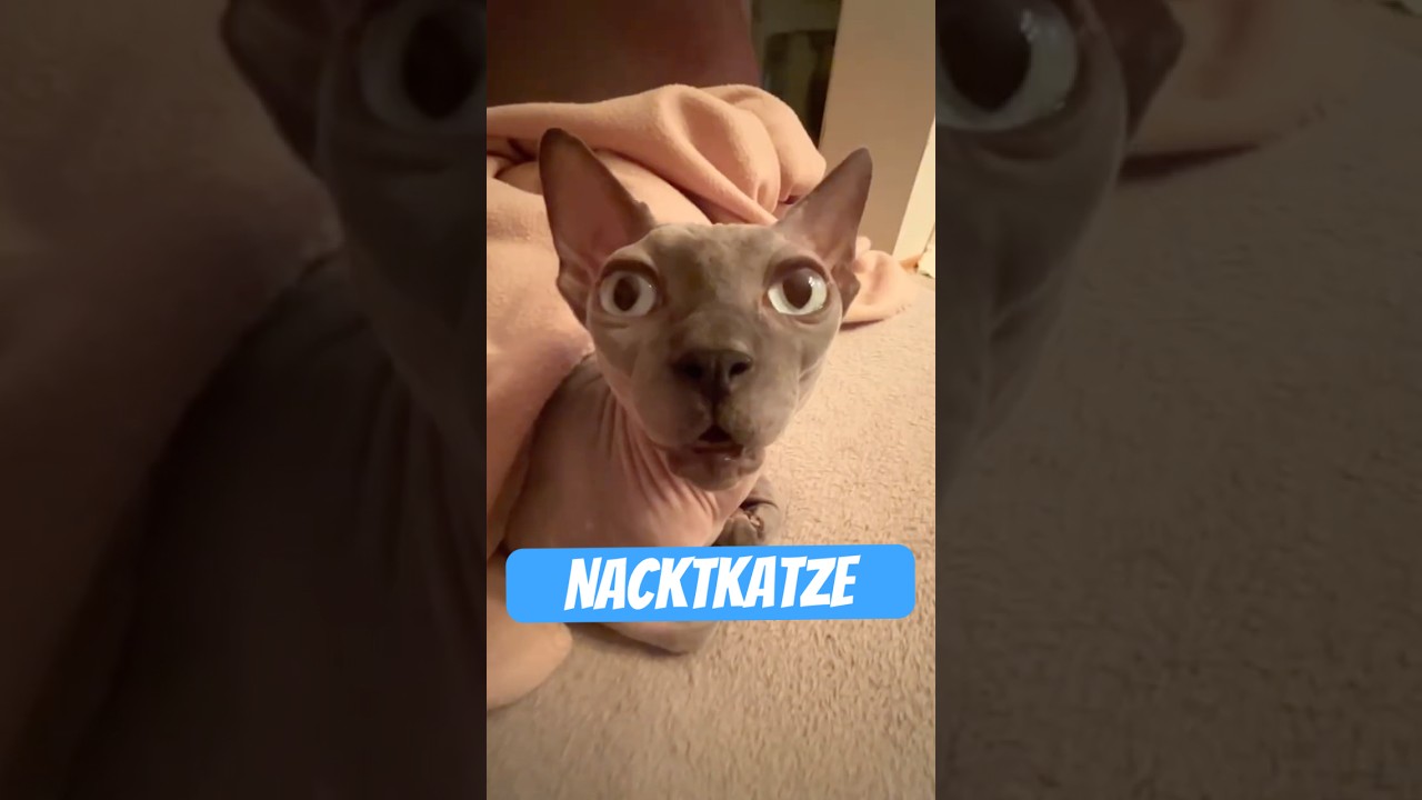 Die Nacktkatze &ndash; Sektenf&uuml;hrer mit Schnurrfunktion