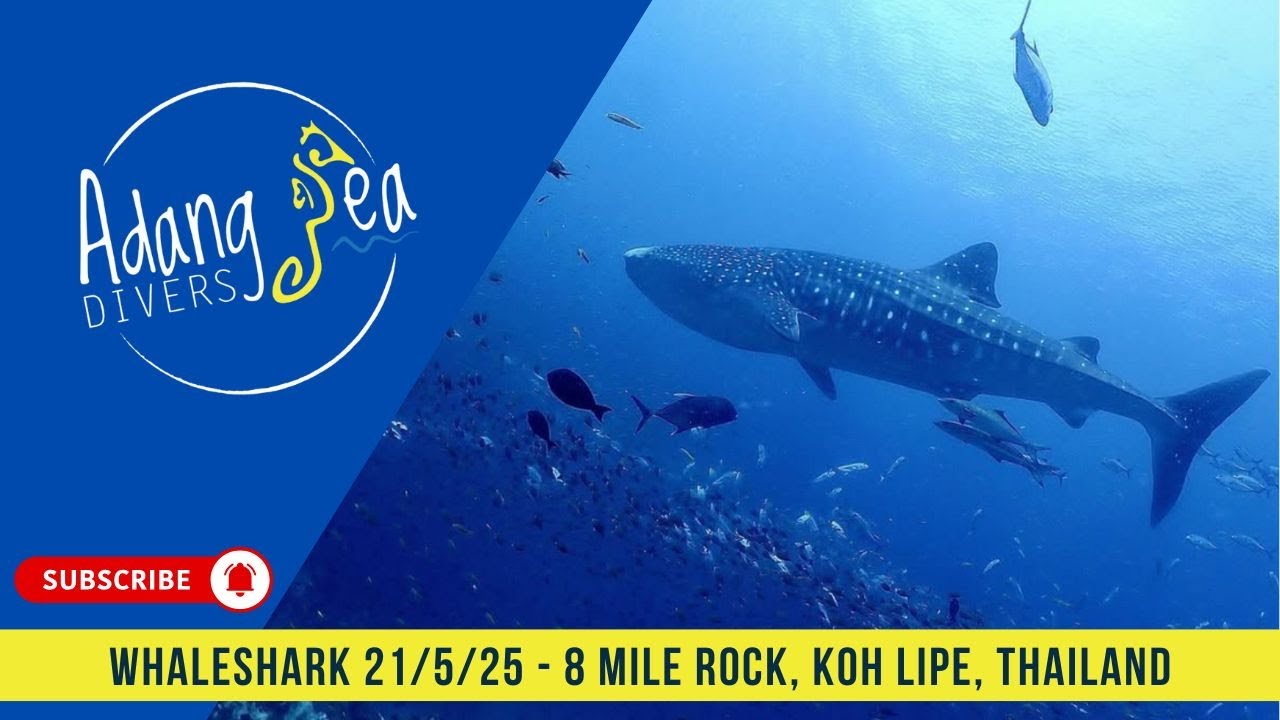 Whale Shark Encounter at 8 Mile Rock 🐋 | Ko Lipe Dive – 21st May 2025