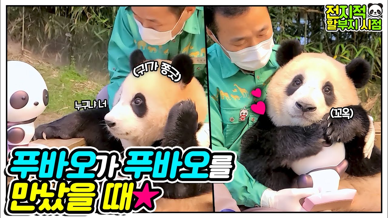 Фуспа - это я, двоих быть не может🎶 Фубао встретил куклу🐼│Everland Panda Fubao