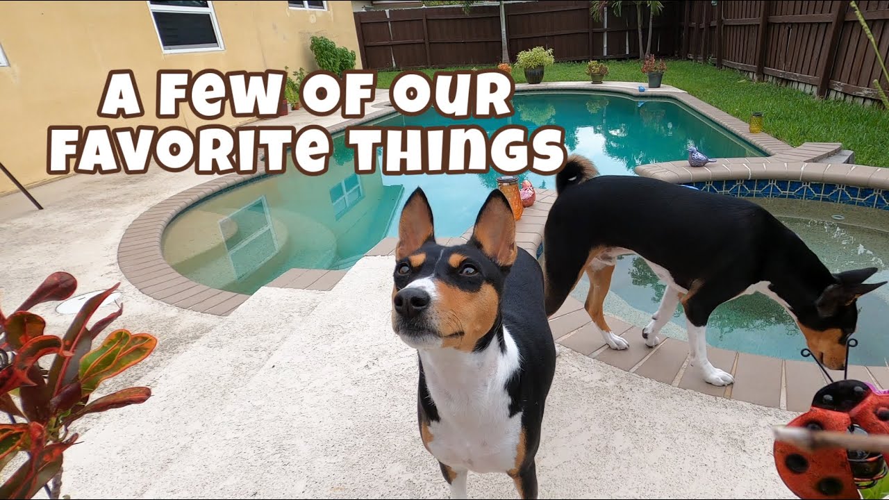 A Few Of Our Favorite Things | Basenji's Zinga & Zulu Daily Routine