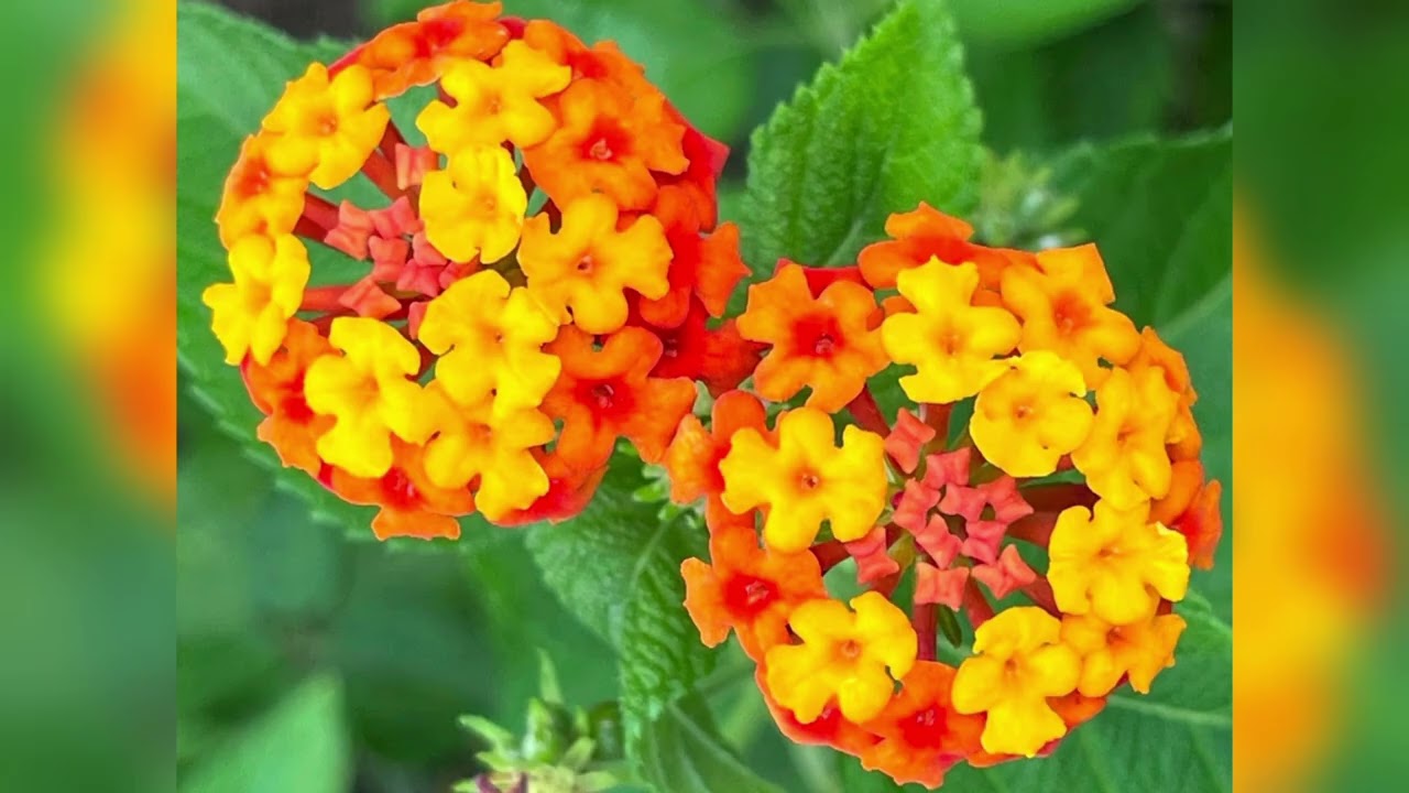 ❤️💐 #ดนตรีผ่อนคลาย #เก็บดอกไม้ #ชมสวน #ดอกไม้ #ดอกไม้นานาพันธุ์ #สวยงาม 😎👒⚘️🪻🌻🌼🌷🌸🪷🌹🌵🌿