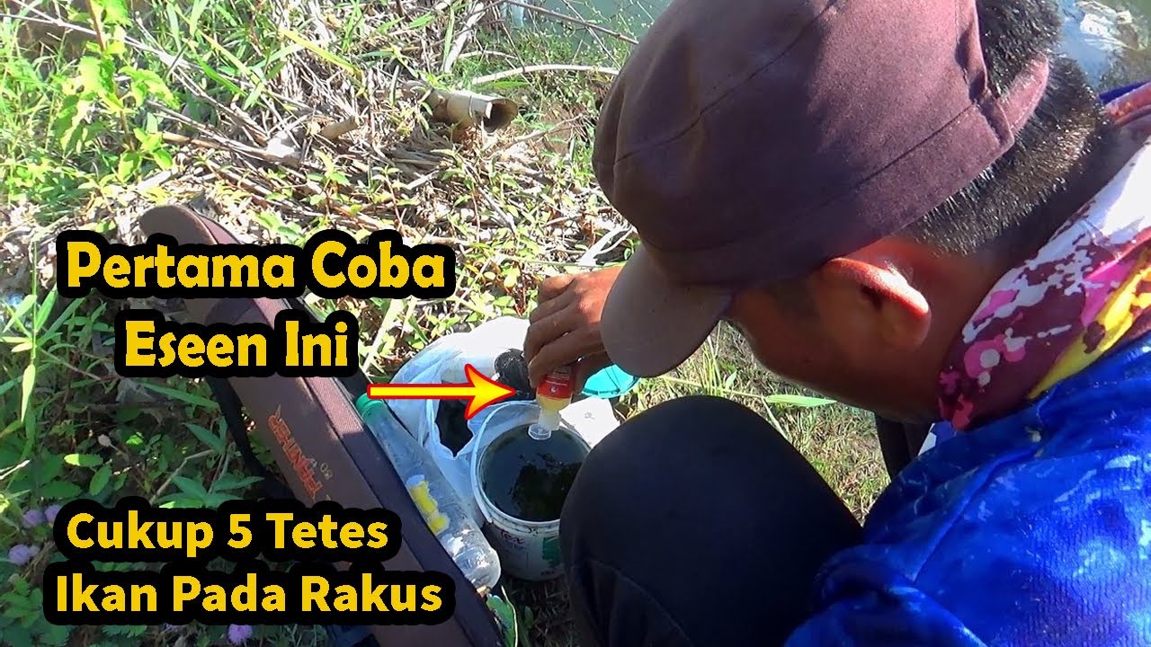 Beneran Essen Jitu !!! Pertama Coba Pakek Essen Ini,, Gak nyangka Pada Rakus Ikan nya Makan