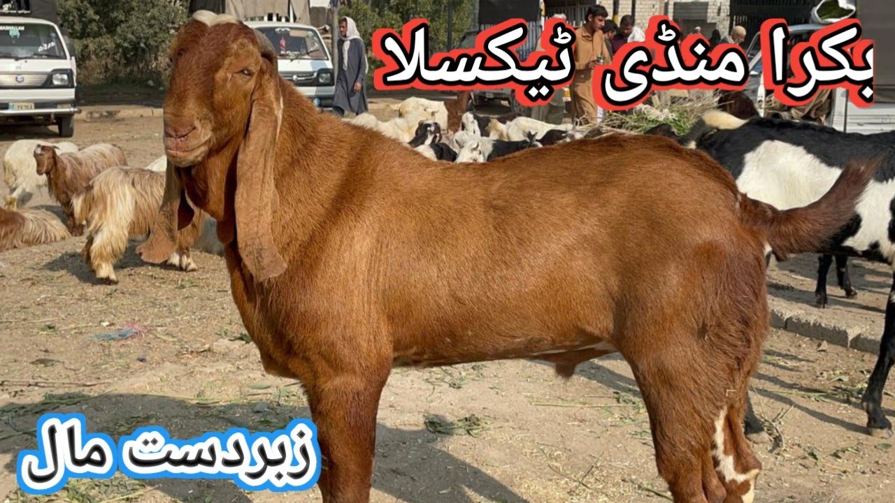 Pakistan Best Goat Market Is Bakra Mandi Taxila 