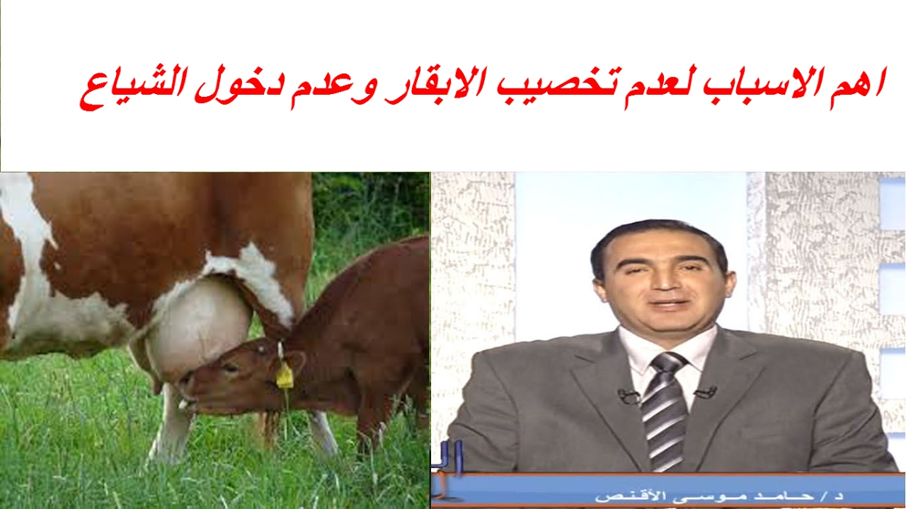 اهم الاسباب لعدم تخصيب الابقار وعدم دخول الشياع وكيفية التصرف