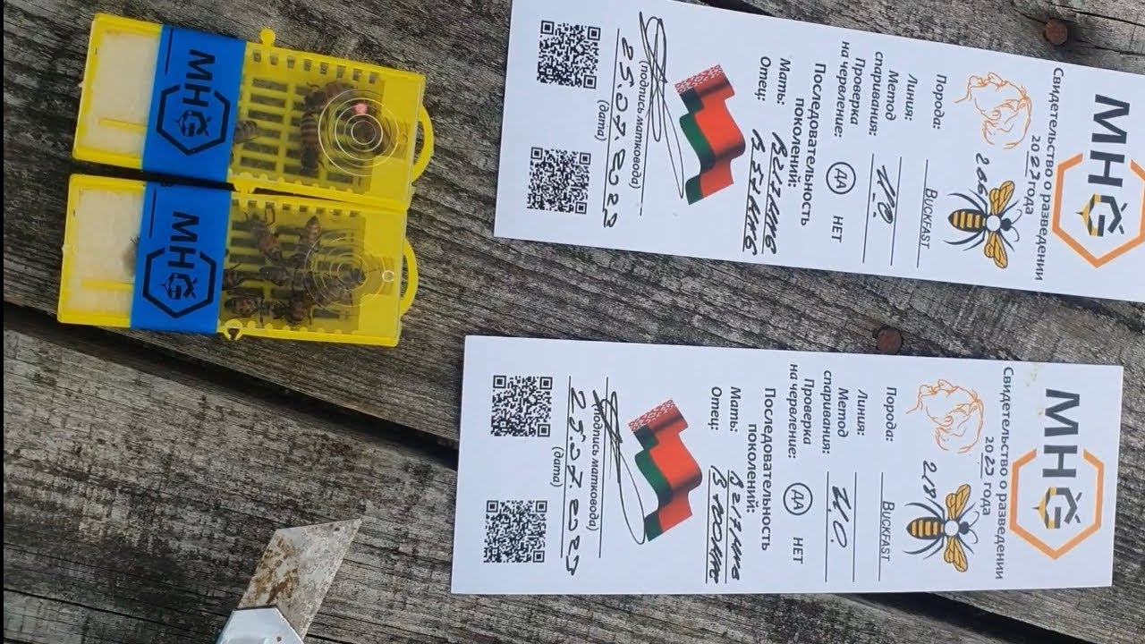 Матки инструментального осеменения