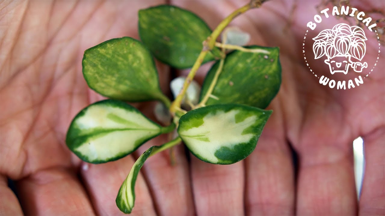 The BEST Method to Propagate Hoya Cuttings