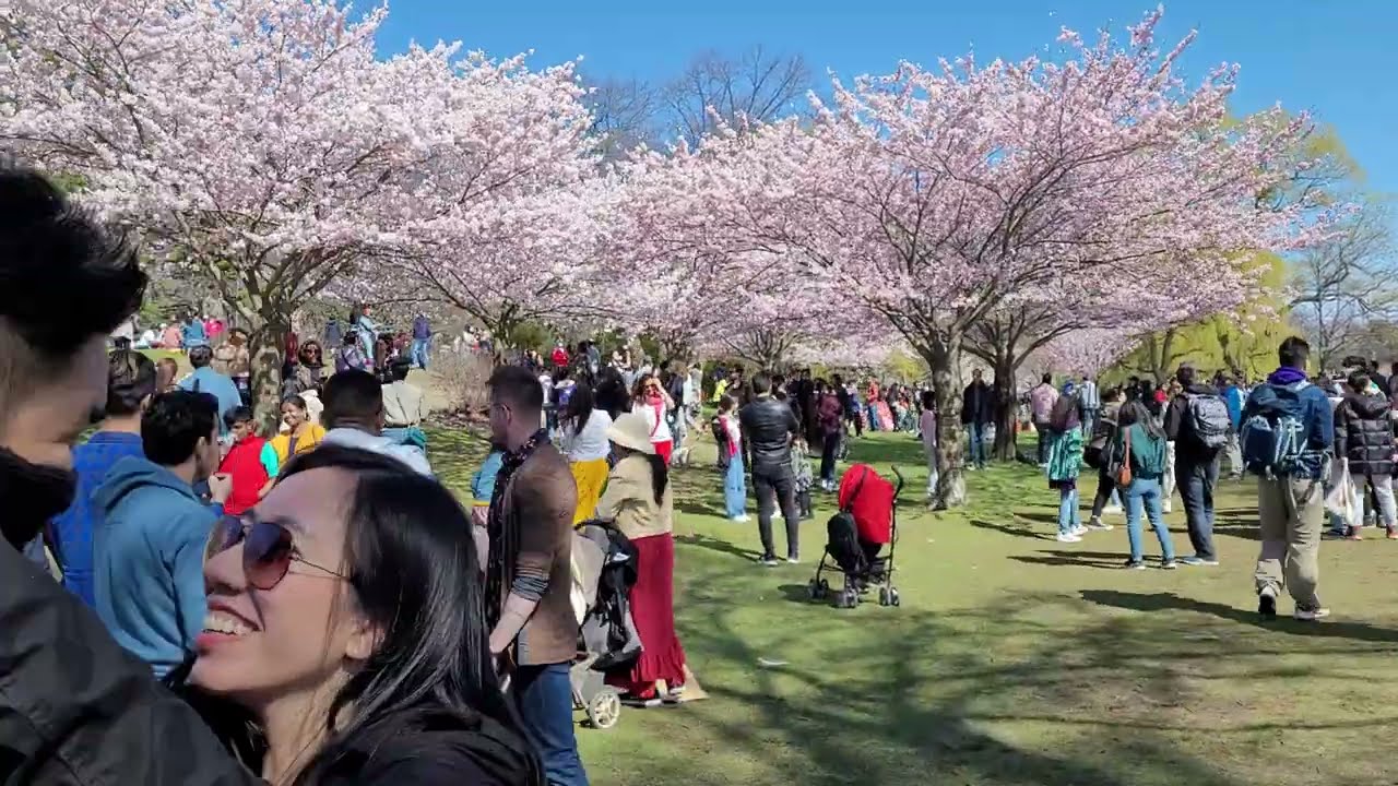 [4K] Cherry Blossoms in High Park Toronto Canada 🇨🇦
