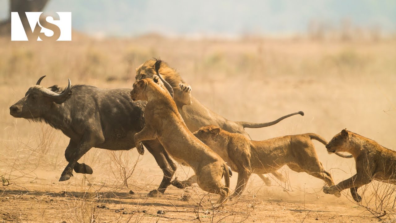 KALAHARI | Der Kampf ums &Uuml;berleben in der Afrikanischen W&uuml;ste - Tierdokumentation
