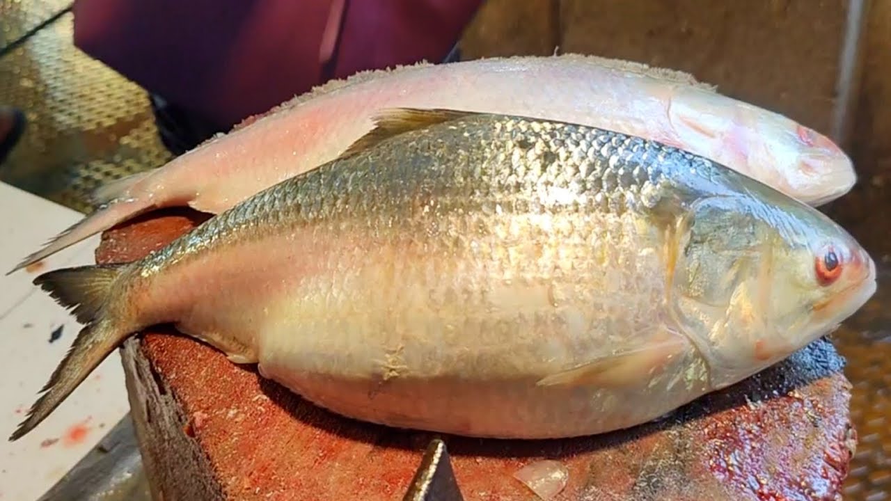 Delicious World Famous Hilsa (ilish) Fish Cutting And Cleaning Skills In Bangladesh