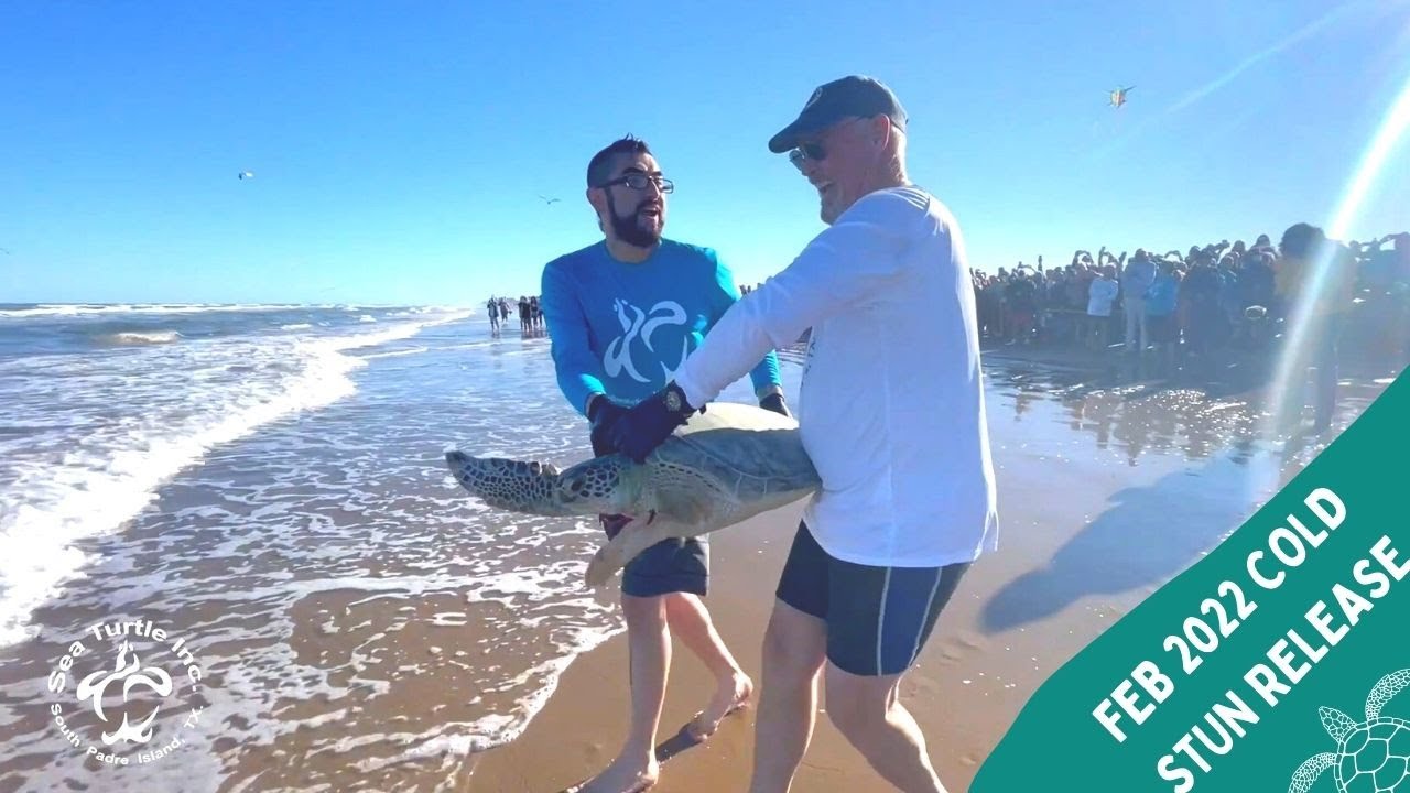 February 2022 Cold Stun Rescue & Release | Sea Turtle Inc