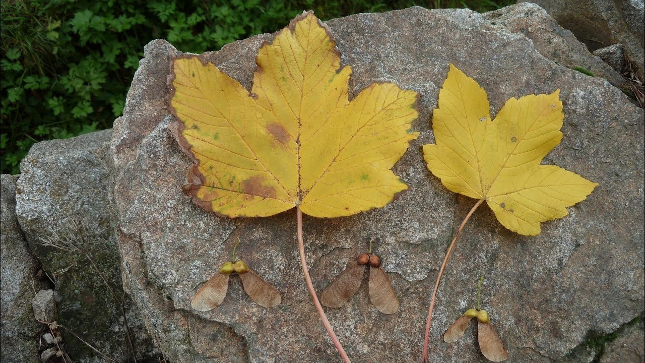 l'érable sycomore, un arbre