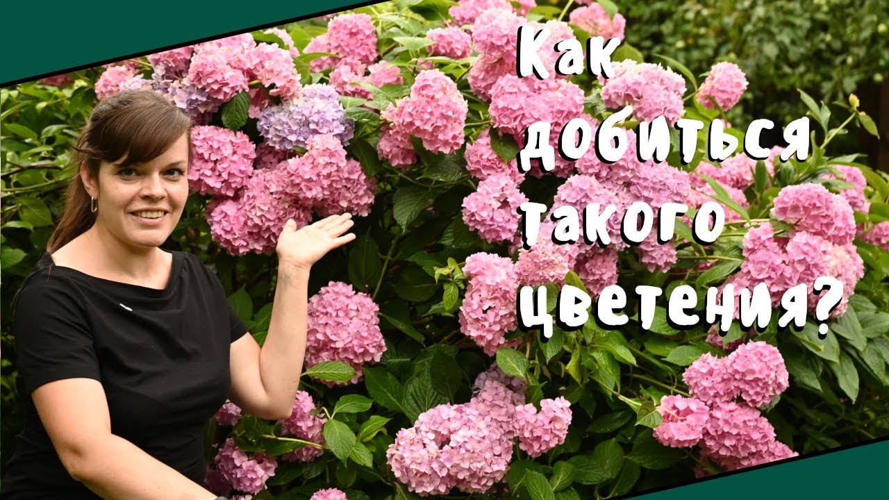 Шикарная гортензия крупнолистная в Подмосковье / Секреты выращивания и ухода