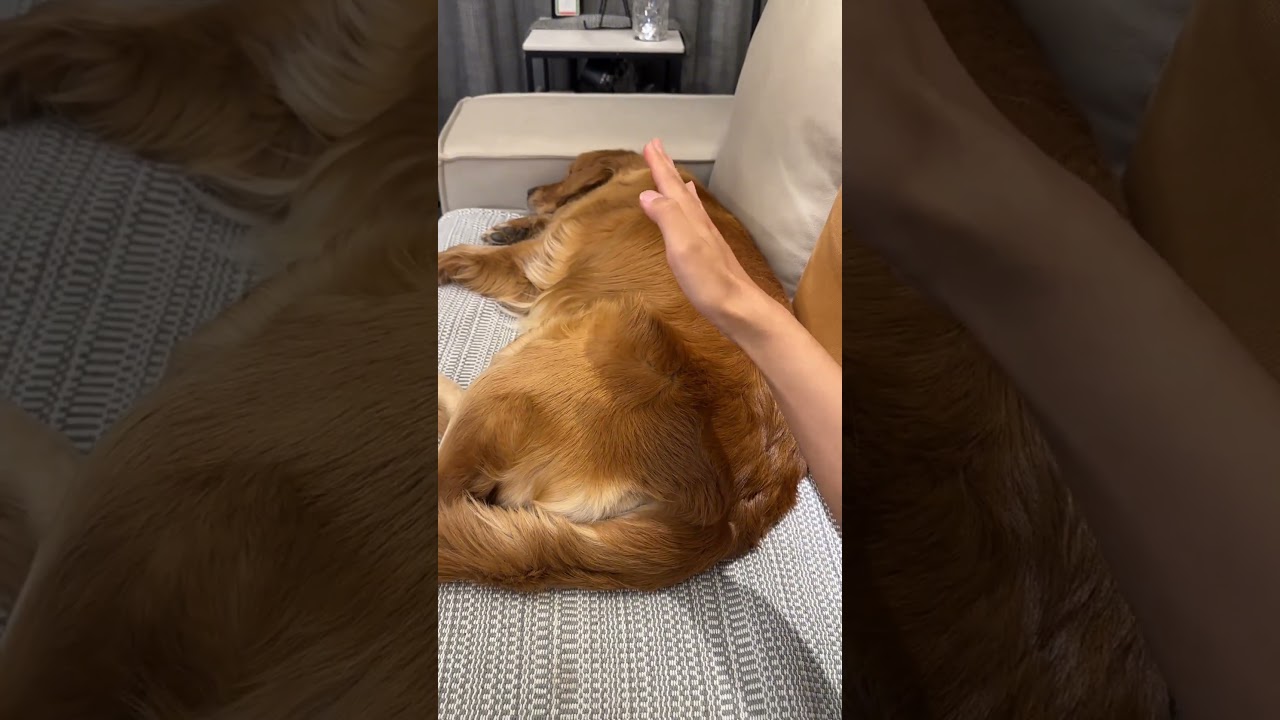 Mosquito 🦟 stamp, beautiful gift for everyone,shop now #gifts