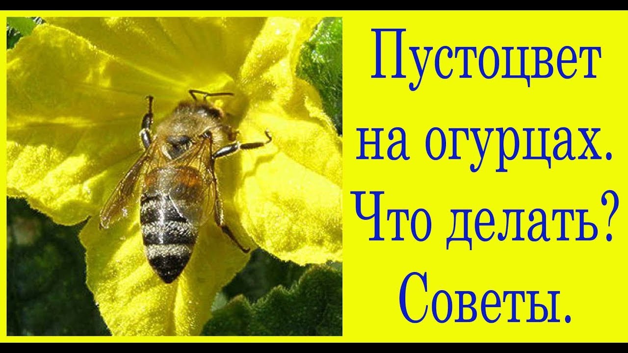 Пустоцвет на огурцах. Что делать? Советы. Сад и огород выпуск 233