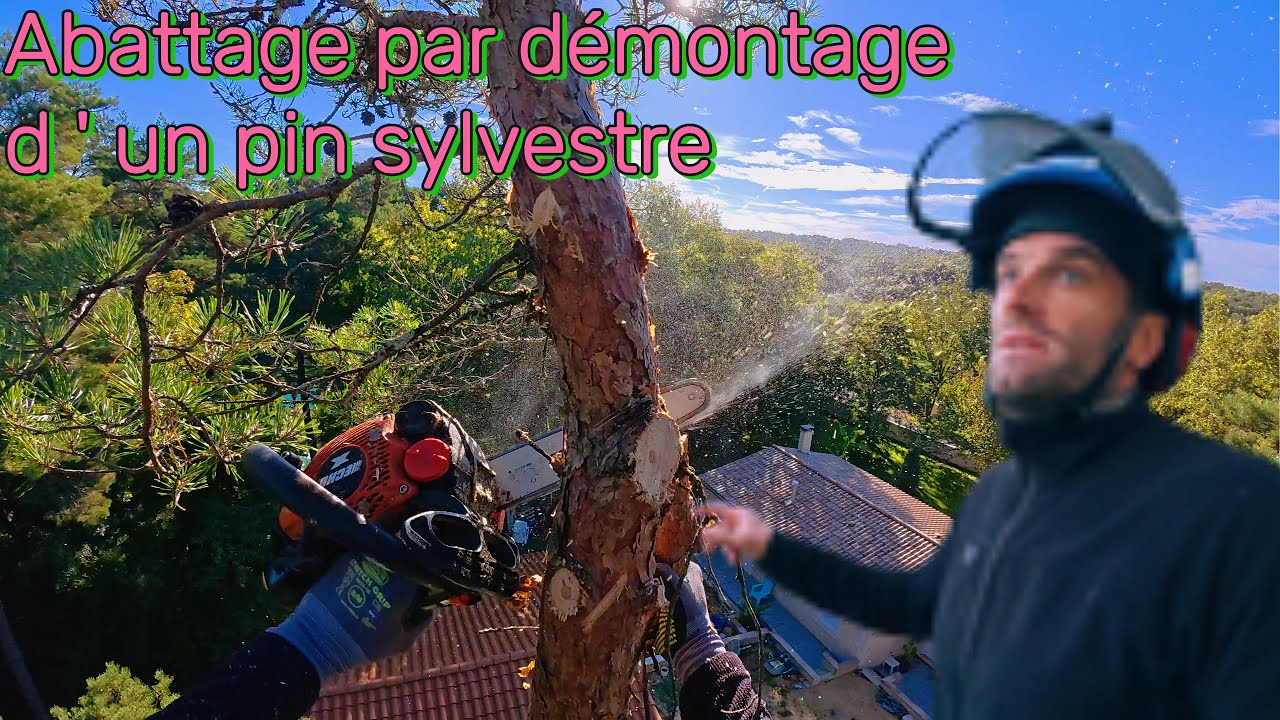Abattage d' un pin sylvestre