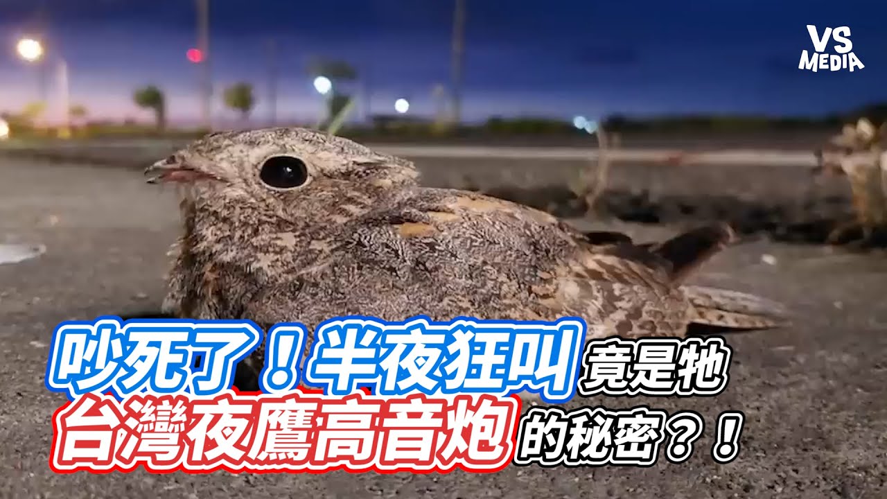 吵死了！半夜狂叫竟是牠 台灣夜鷹高音炮的秘密？！！｜VS MEDIAｘ@Amazing.Jack.