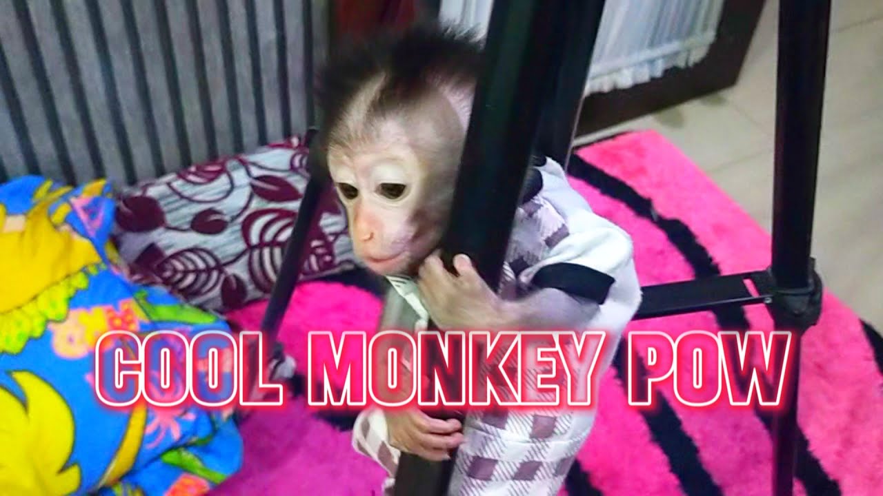 Cool Monkey Pow
