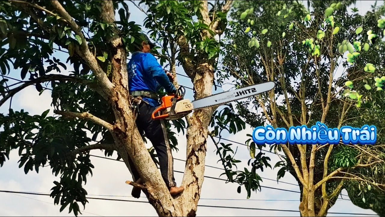 Cưa 2 cây Xoài còn trái gần dây điện /Sawing down two mango trees with fruit near electric wires|P68