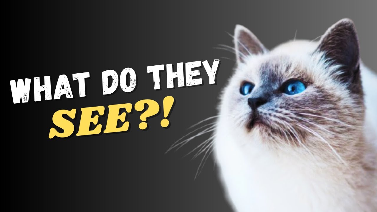 The Hidden Reason Your Cat Stares at Nothing Every Day