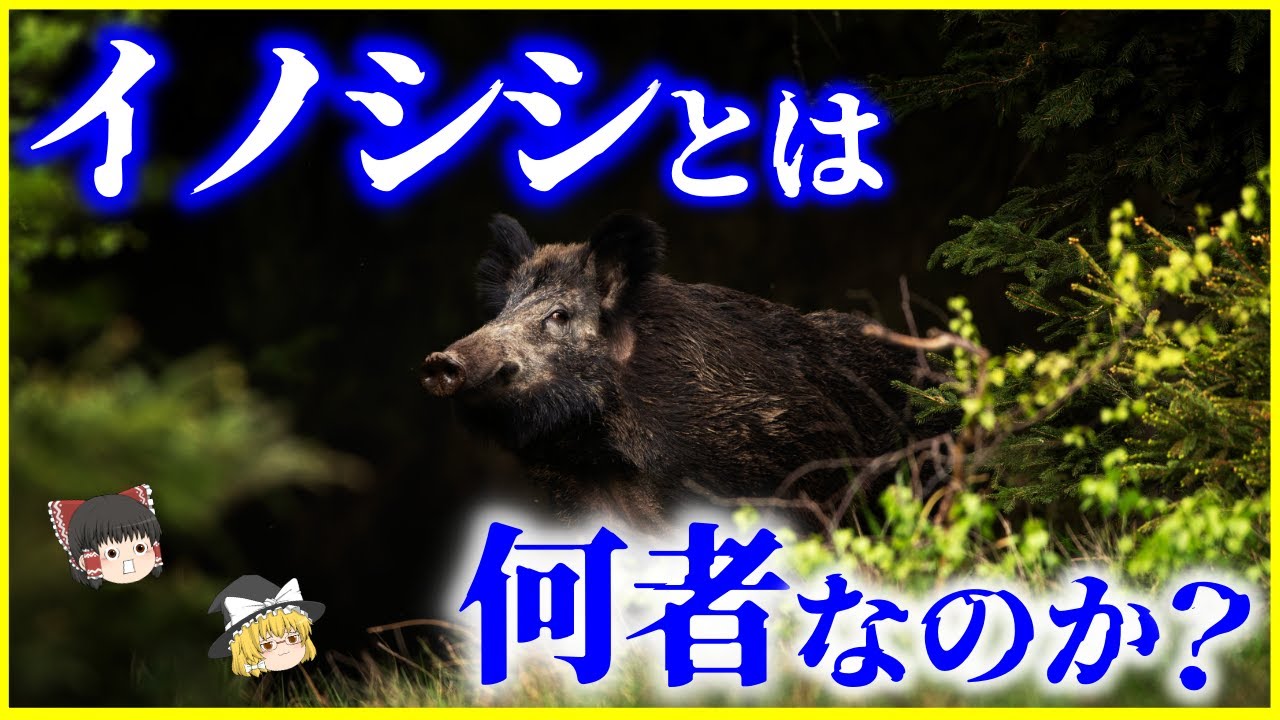【ゆっくり解説】「イノシシ」とは何者なのか？を解説/豚との混血イノブタとは？世界には535ｋｇの化け物級イノシシが存在
