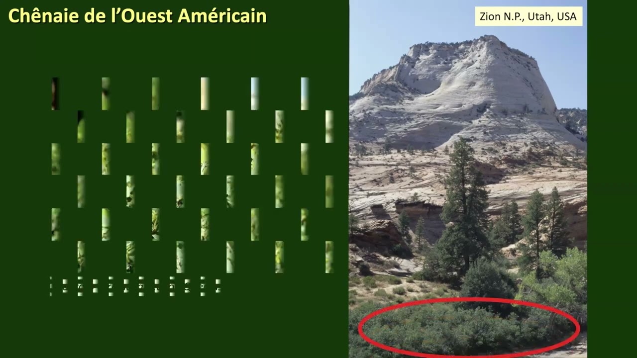 A la découverte des chênes, par Alexis Ducousso