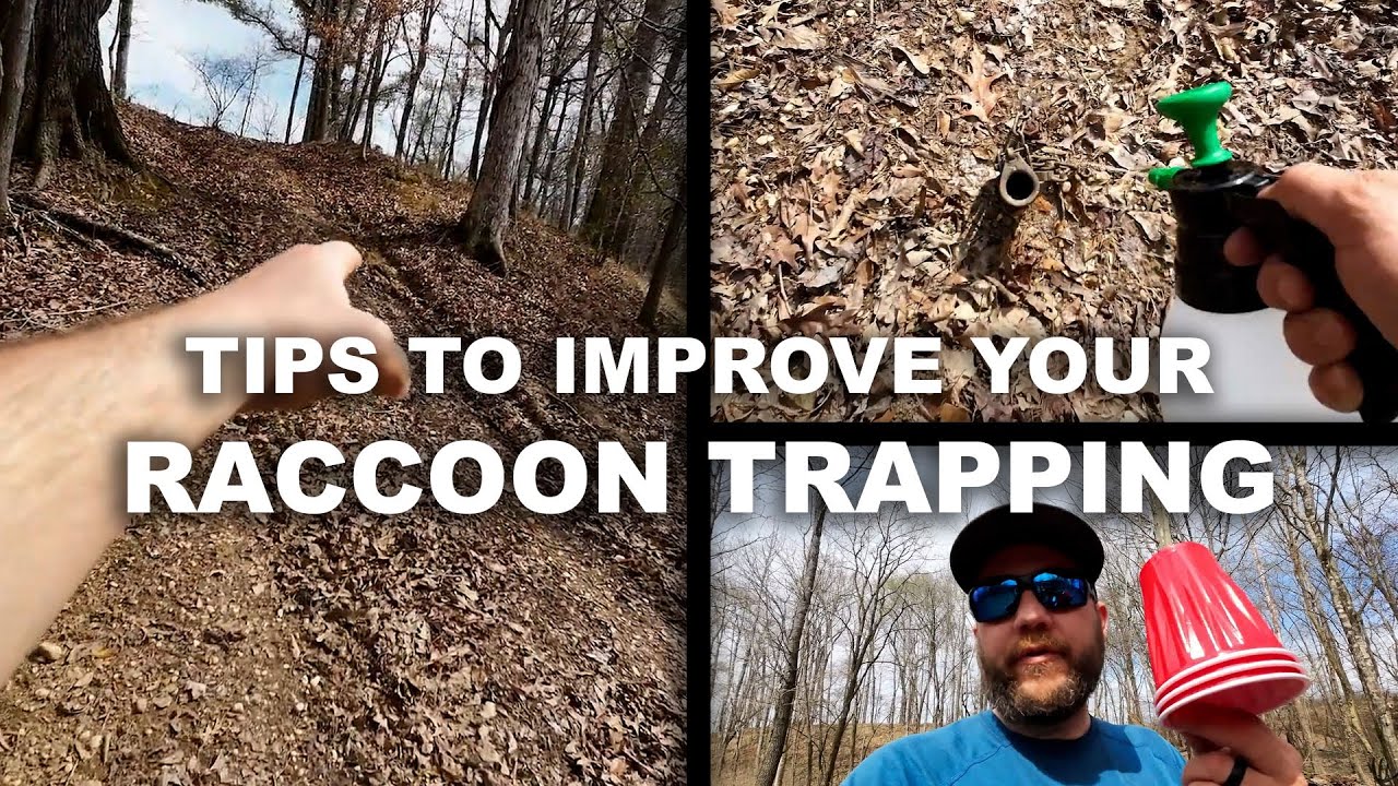 Raccoon Trapping Tips