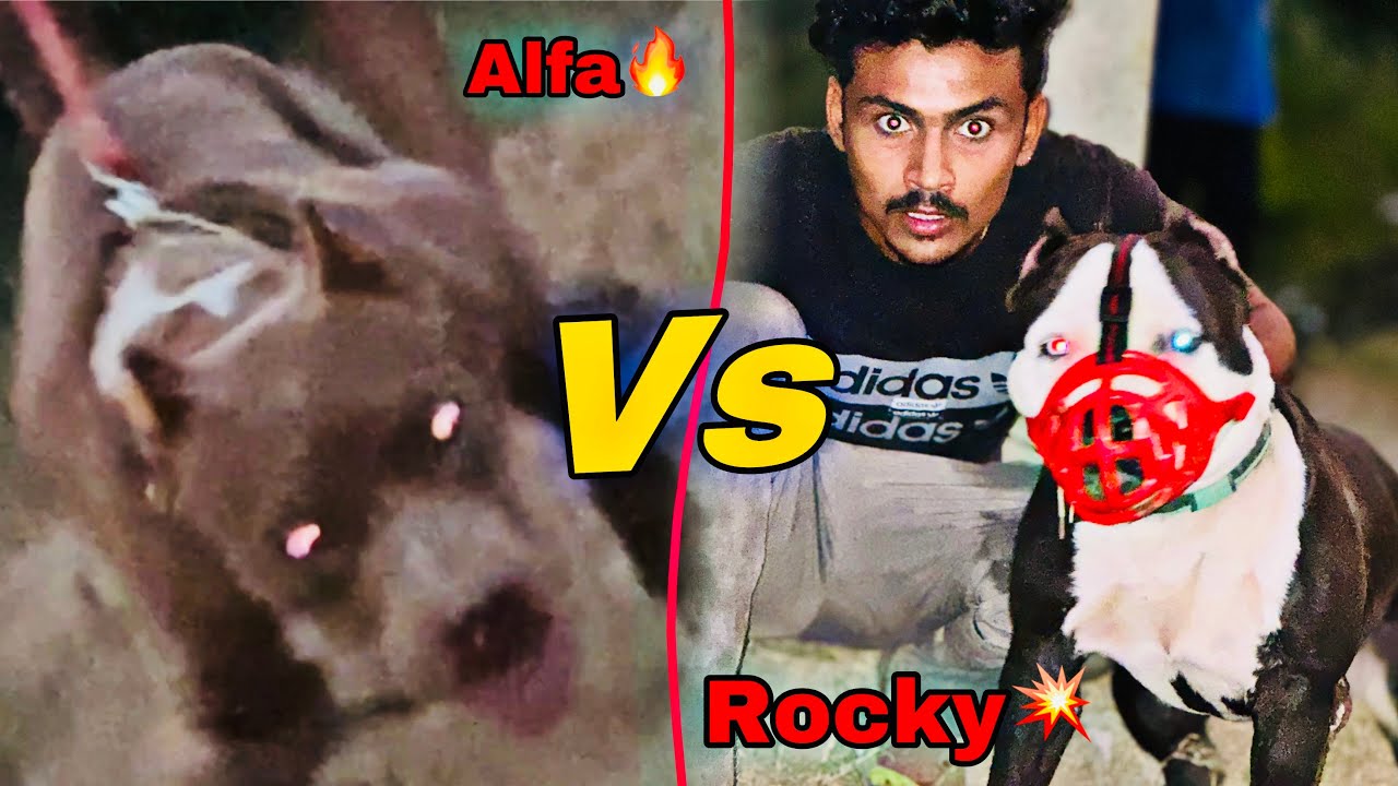 Alfa Ko Rocky Se Milavaya😱 *Gone Extremely Wrong*  alfa vs rocky