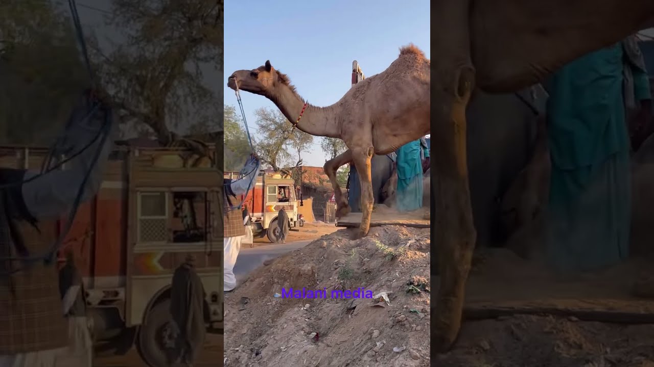 जैसलमेर से ट्रक भर कर आया ऊंट  ट्रक से कैसे उतारे !!
