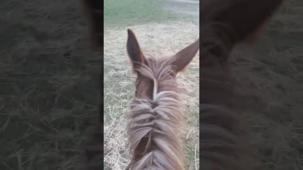Tuck learning how to neck rein
