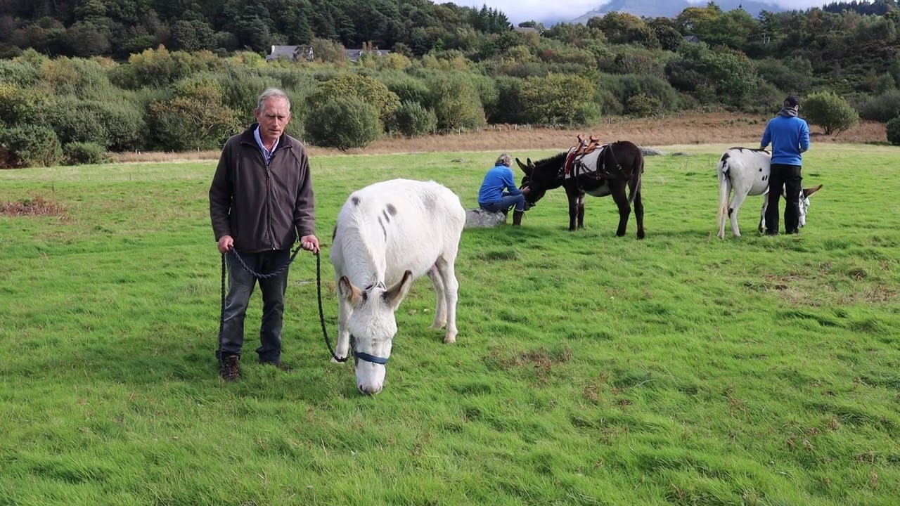 Snowdonia Donkeys SSSI