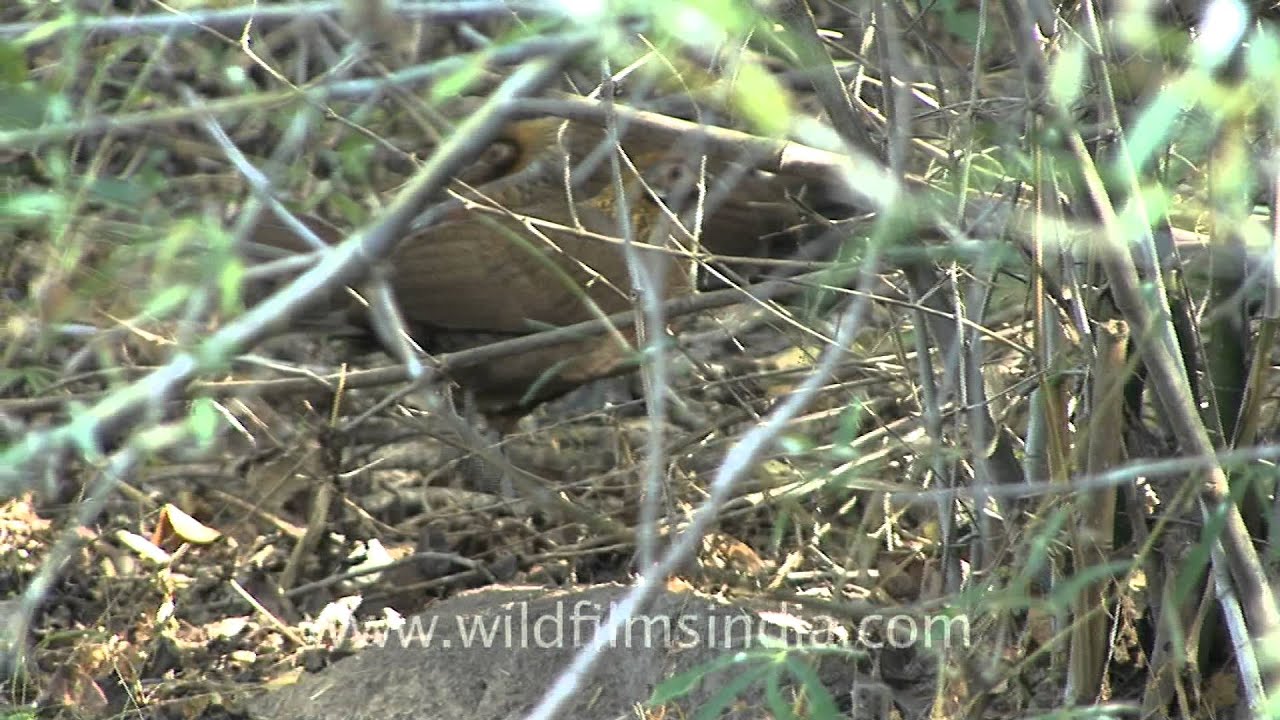 Red junglefowl