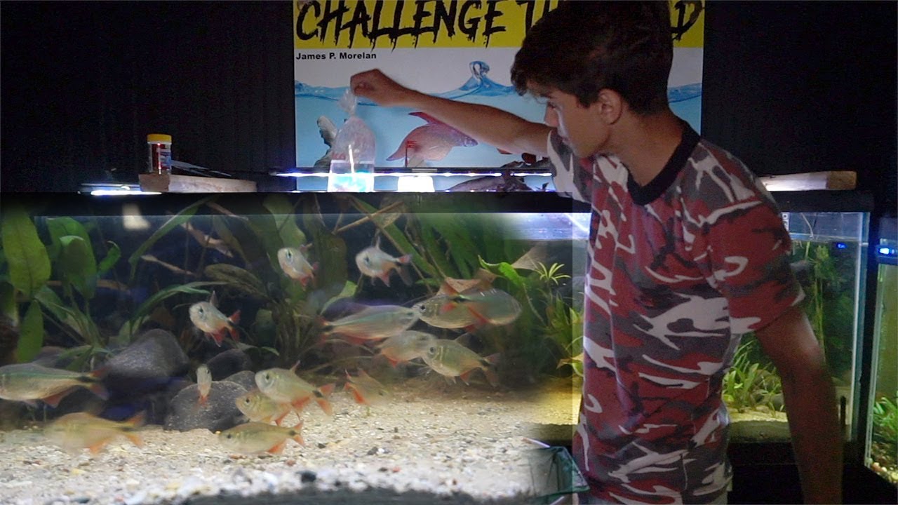 Getting Buenos Aires TETRAS!!