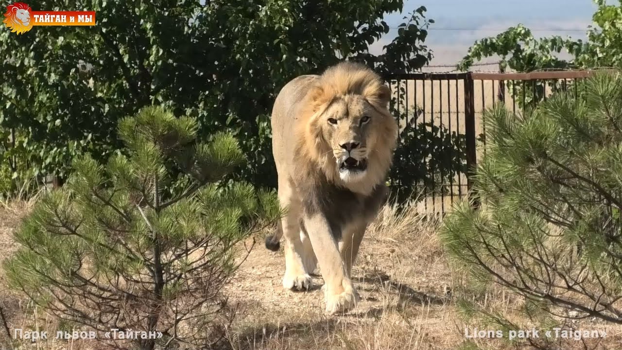 И снова здорова 😁 Львы Руслан, Султан и Гирей. Тайган. Lions life in Taigan.