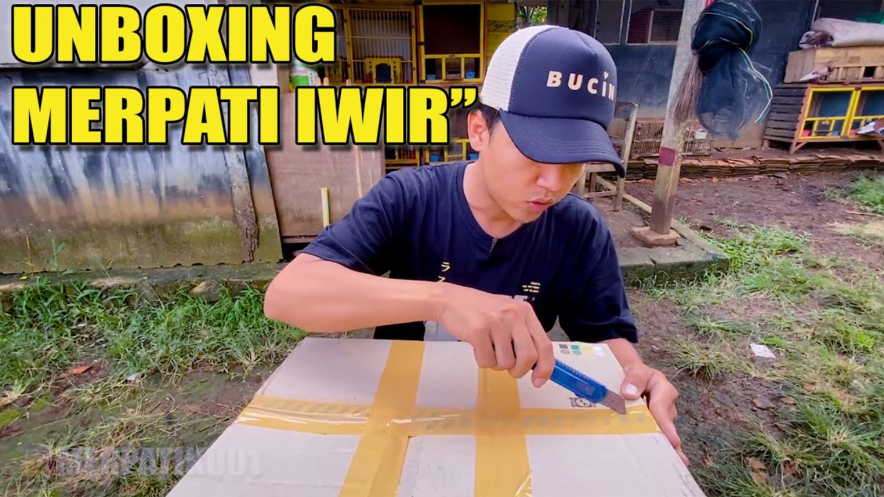 LAGI ASIK UNBOXING MERPATI BARU MALAH ADA BANDANGAN