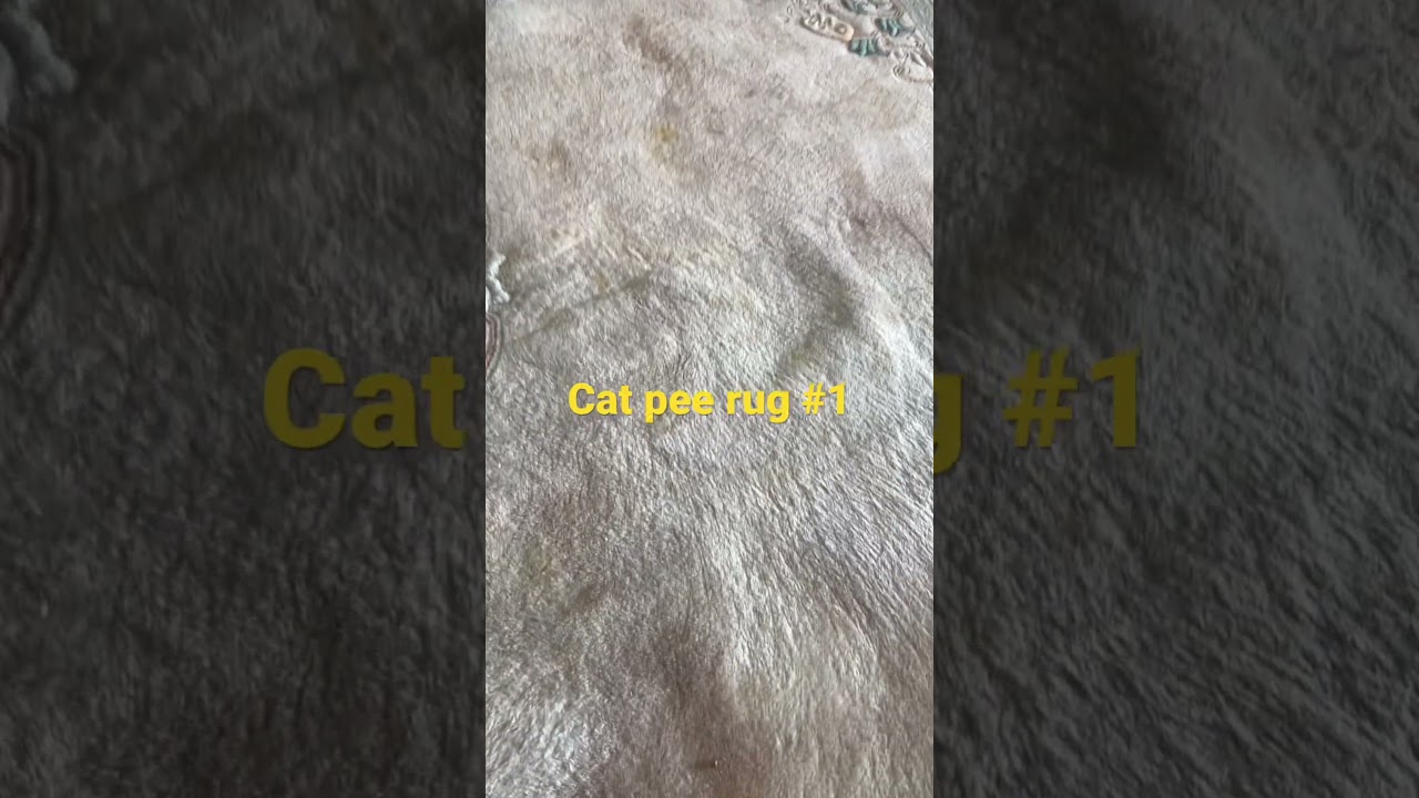 Cat pee rug 1 #petpeepee #dog #orientalrugs #orientalrug #meirmartin
