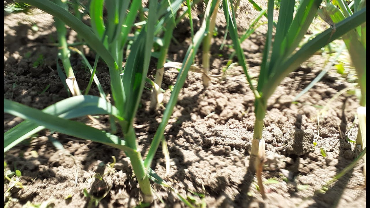 KADA JE BIJELI LUK  SPREMAN ZA VAĐENJE