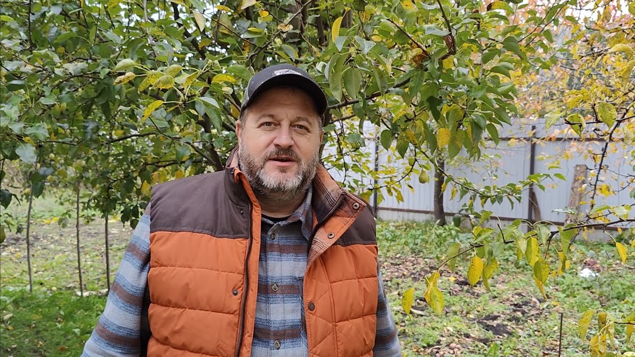 Прививка взрослого дерева