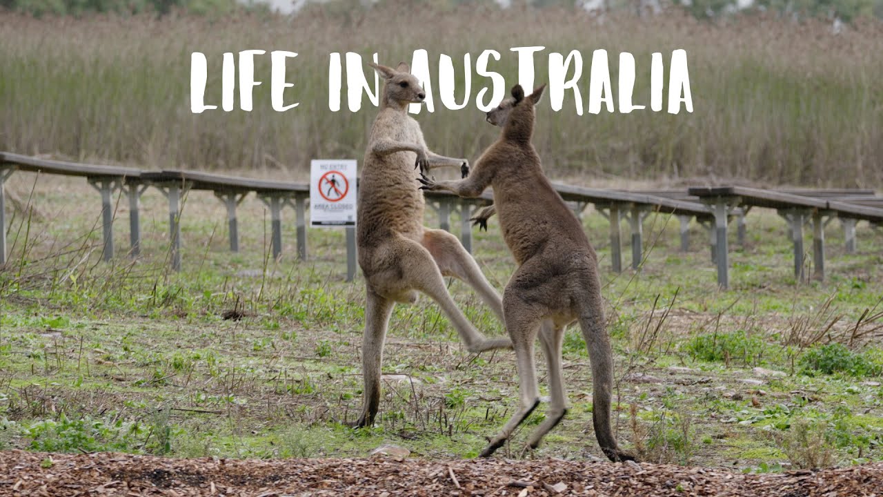 Things I Love (and hate) About Living In Sydney | Reasons to move to Australia (or not).