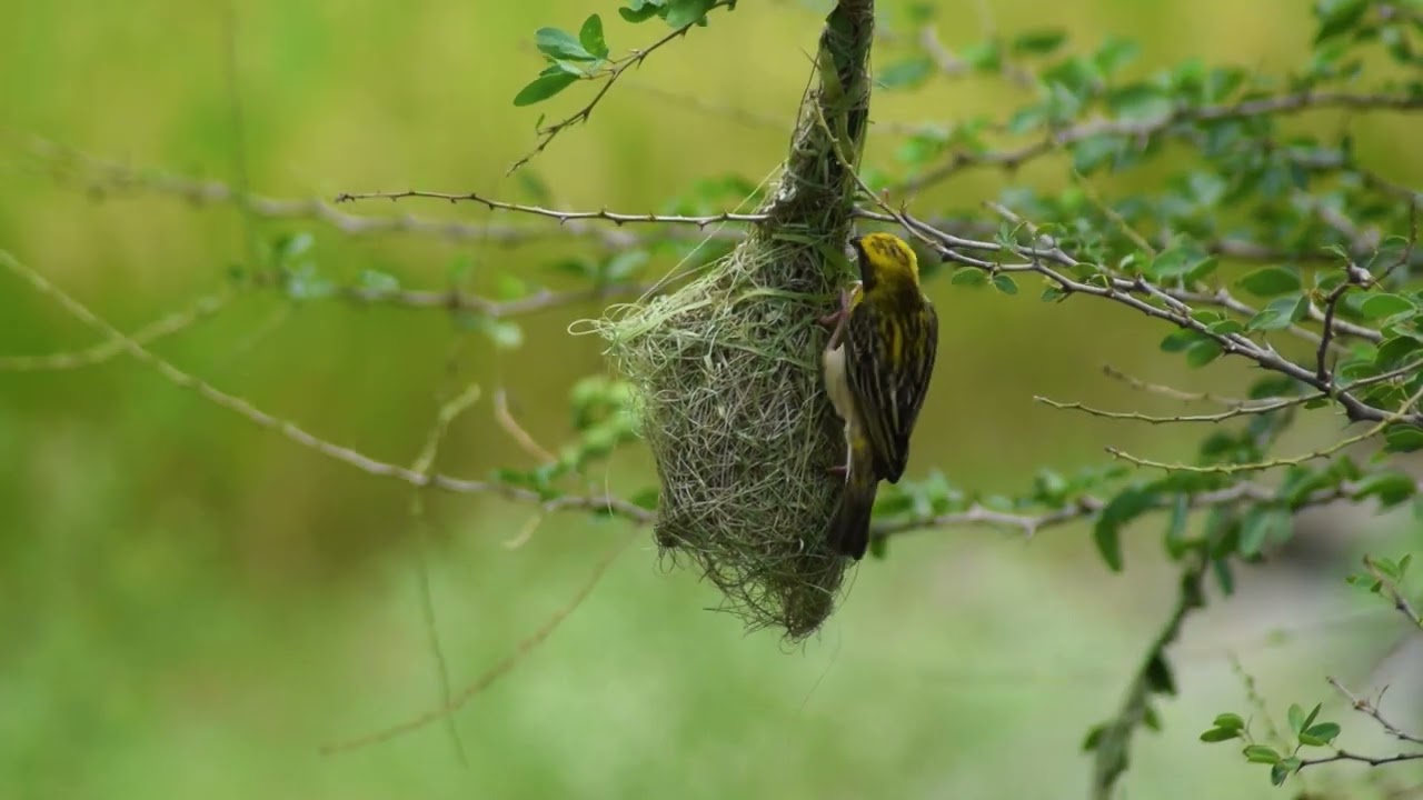Weaver bird's nest building