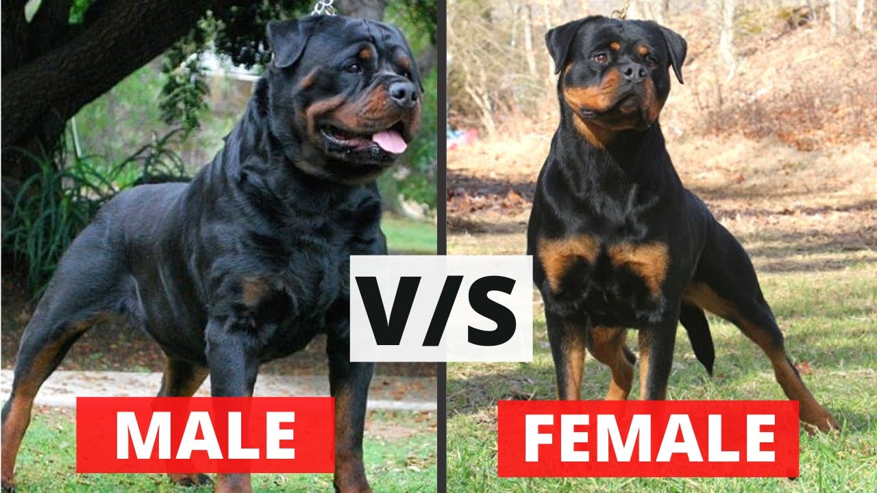 Male v/s Female Rottweiler: Which One Should you Get? (Do NOT Buy This Gender Pleaseee 😖)