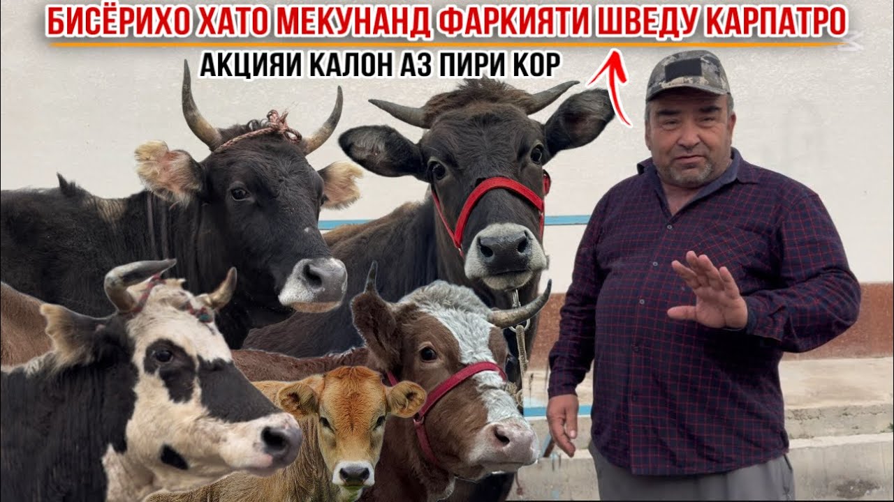 АКЦИЯИ РАМАЗОНИ АЗ ПИРИ КОР 16 февраля 2026 г.