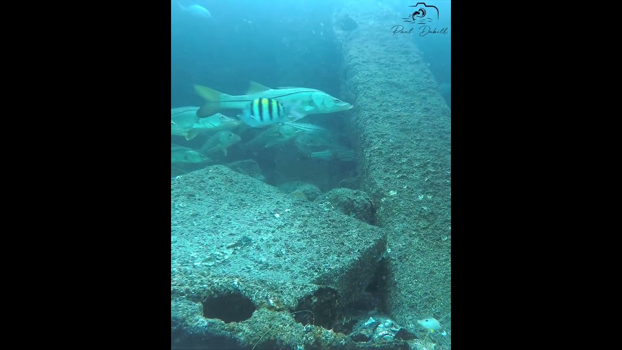 The Boynton Beach Inlet is full of an amazing variety of fish!