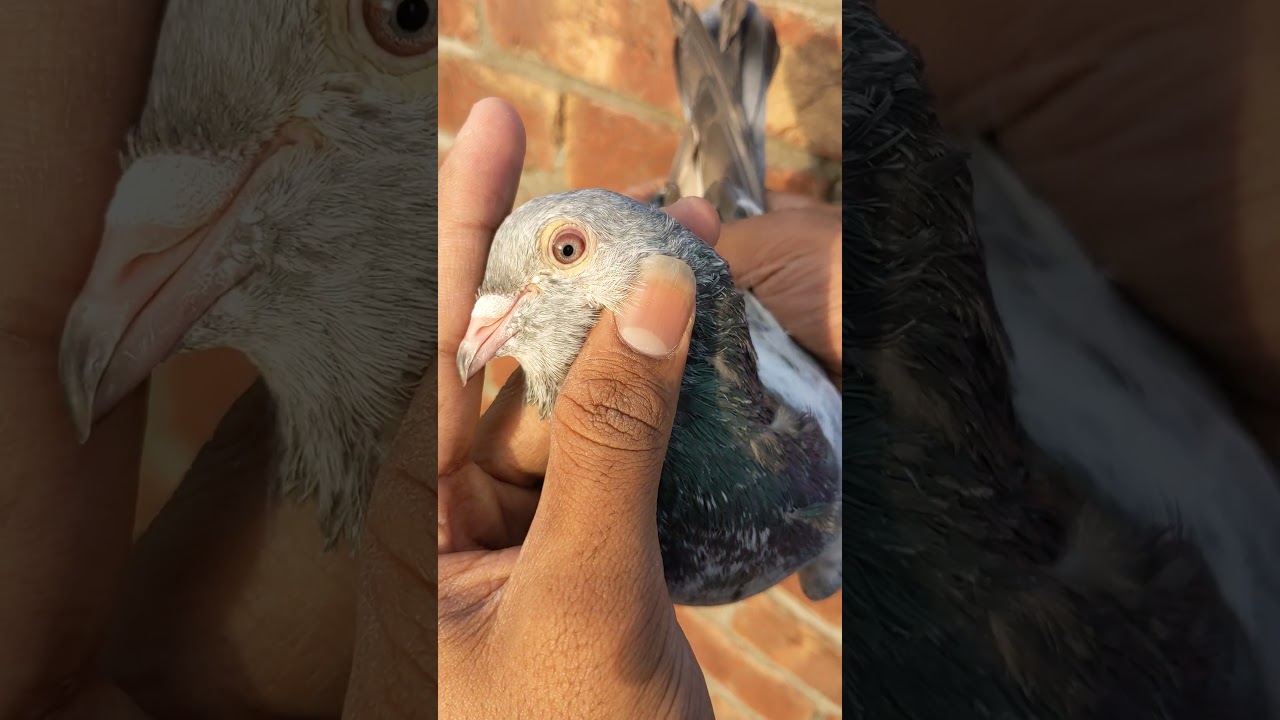 Imamdeen Male || old breed Golden pigeon  || 03338523760  2023 || Boxer Teddy Pakistan