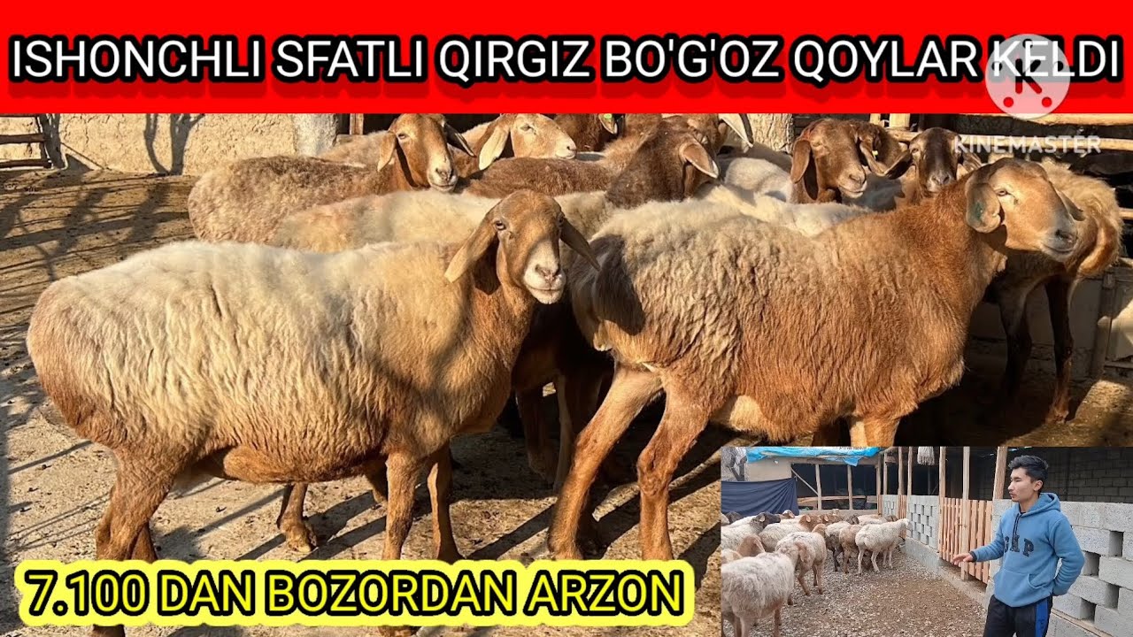 BOG'OZ QOYLARNI ZORLARIDAN KELDI YANA 🤫🤫😲😲