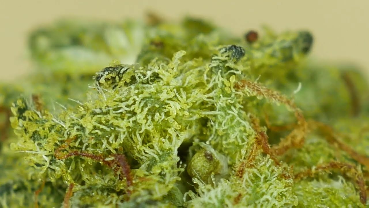 4K Cannabis 028 - Liiv Crottin de chanvre #CannabisNB